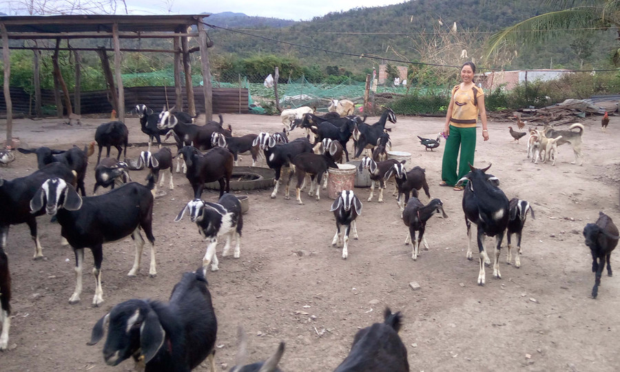 Từ 4 con dê giống, đàn dê của gia đình chị Châu giờ đã phát triển lên hơn 70 con. Ảnh: G.H Từ 4 con dê giống, đàn dê của gia đình chị Châu giờ đã phát triển lên hơn 70 con. Ảnh: G.H