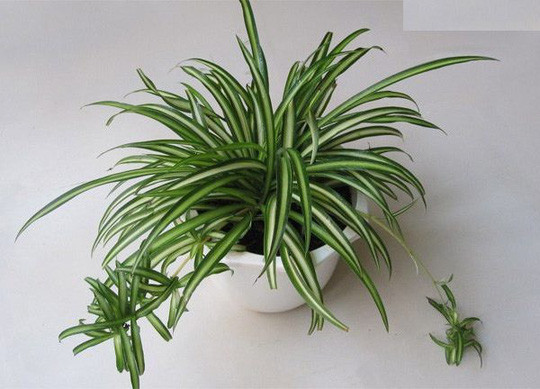 Cỏ lan chi là cây cảnh trong nhà phổ biến nhất. Cây có thể thích ứng với hầu hết điều kiện và chỉ cần tưới nước khi đất khô. Ảnh: Cayxanh68.