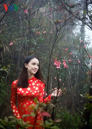 Thiếu nữ e ấp bên vườn Đào Chuông ở khu du lịch.