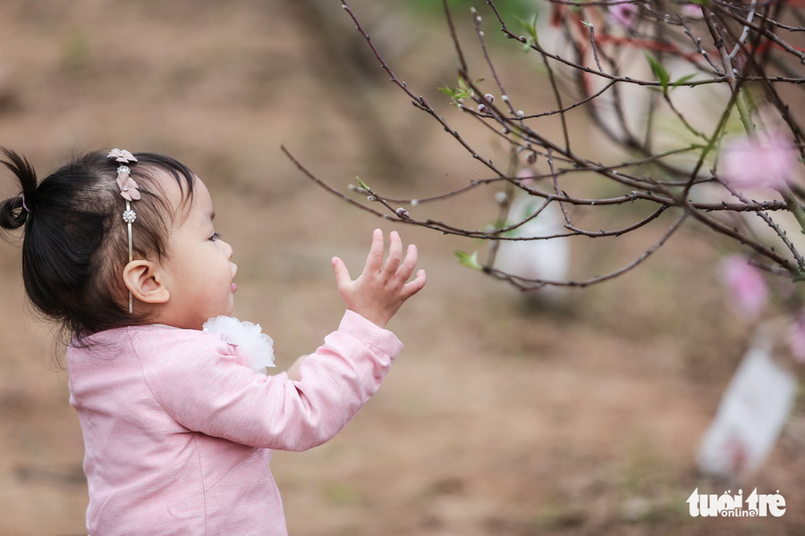 Một em bé thích thú tạo dáng bên một cây đào để bố chụp ảnh