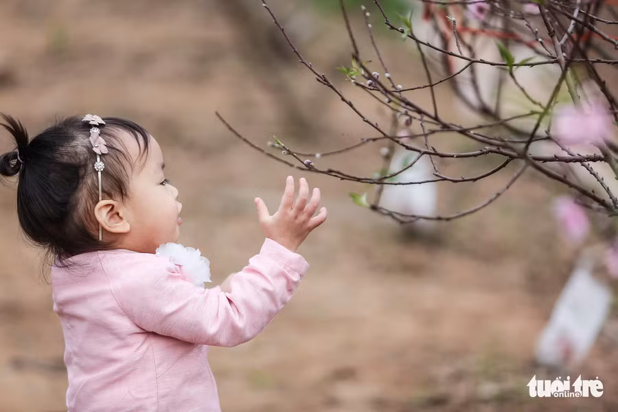 Một em bé thích thú tạo dáng bên một cây đào để bố chụp ảnh