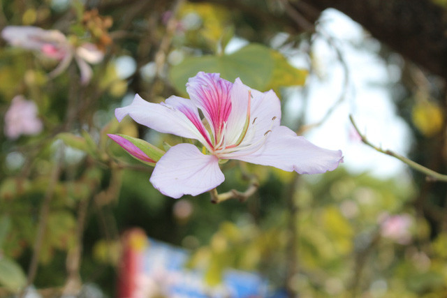 Hoa ban mang một sức sống bất diệt. (Ảnh: H.N) Hoa ban mang một sức sống bất diệt. (Ảnh: H.N)