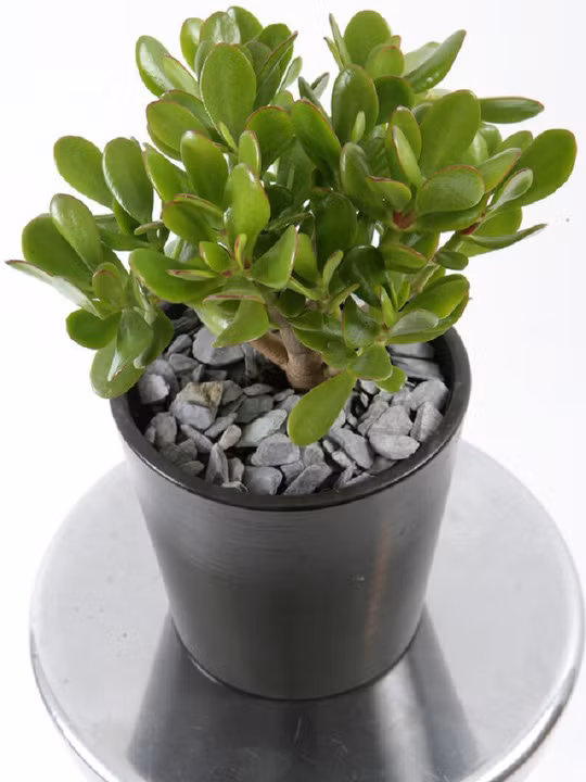 Không cần nhiều nước, sen thạch bích là cây cảnh lý tưởng cho chủ nhà bận rộn. Ảnh: Interntet.