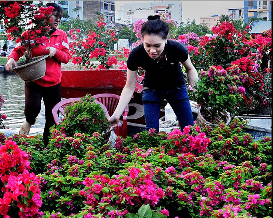  Những chậu hoa giấy rực hồng ngày tết.