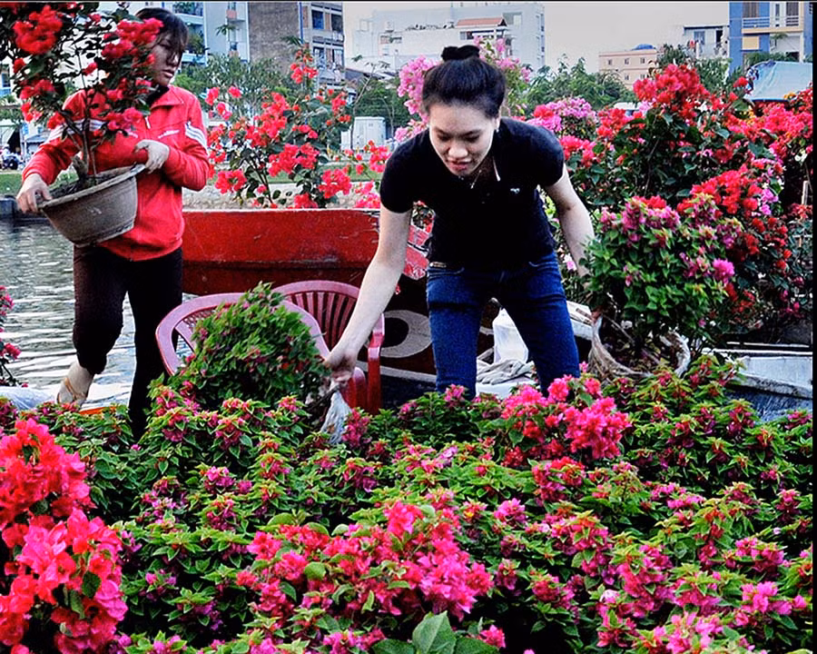  Những chậu hoa giấy rực hồng ngày tết.