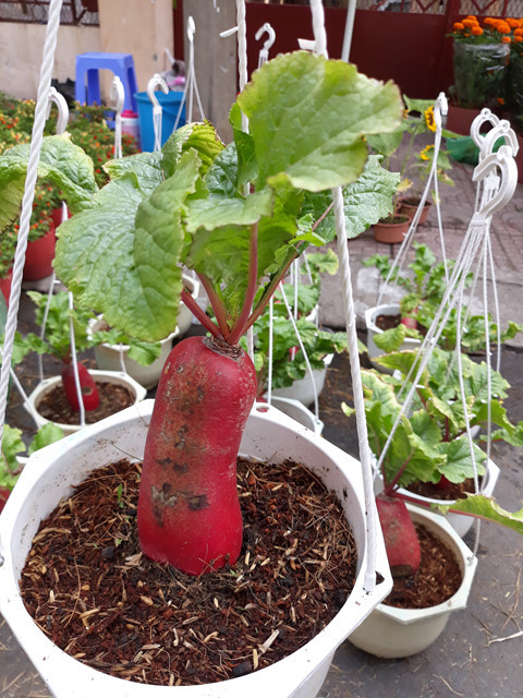 cây củ cải kiểng 