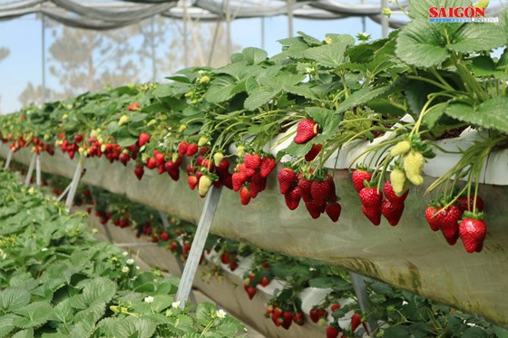 Những chùm dâu tây trĩu quả. 