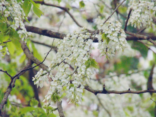 Không rực rỡ như hoa phượng, không kiêu kỳ như violet, sưa chọn cho mình sắc trắng, tinh khôi, nhẹ nhàng. (Ảnh: H.N) Không rực rỡ như hoa phượng, không kiêu kỳ như violet, sưa chọn cho mình sắc trắng, tinh khôi, nhẹ nhàng. (Ảnh: H.N)