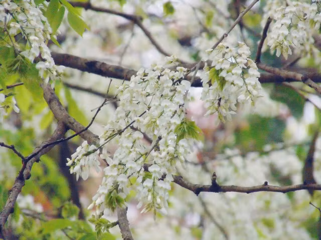 Không rực rỡ như hoa phượng, không kiêu kỳ như violet, sưa chọn cho mình sắc trắng, tinh khôi, nhẹ nhàng. (Ảnh: H.N)