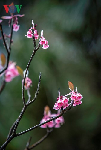 Hoa có hình dáng như những chiếc chuông nhỏ, treo lơ lửng đầu cành...