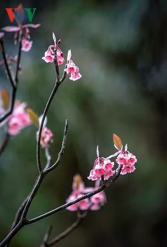 Hoa có hình dáng như những chiếc chuông nhỏ, treo lơ lửng đầu cành...