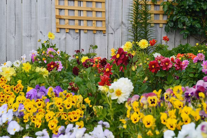  Nhà chị Luyến là nơi hiếm hoi trồng nhiều hoa tới vậy trong khu vực. Xung quanh đó, hầu hết các gia đình chỉ trồng một vài cây mộc lan, trà với khóm hoa nhỏ để không phải chăm sóc nhiều.