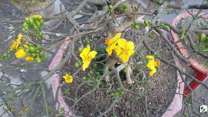 Cây mai vàng của anh Vy đã công an trả về sau nhiều ngày bị mất cắp