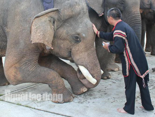 Những chú voi quỳ xuống đón nhận phước lành từ ông chủ. Những chú voi quỳ xuống đón nhận phước lành từ ông chủ.