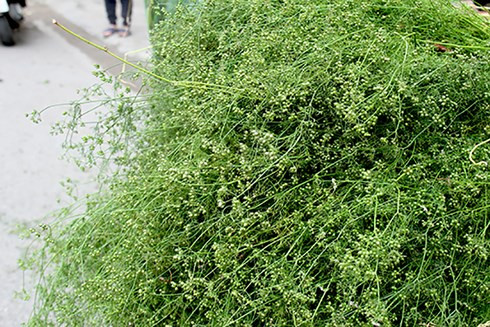 Lá mùi già thường được dùng để đun nước tắm tất niên chiều 30 Tết. (Ảnh: KT)  Lá mùi già thường được dùng để đun nước tắm tất niên chiều 30 Tết. (Ảnh: KT)