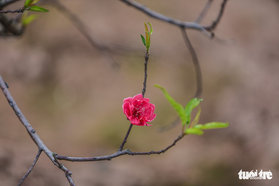 Đào Nhật Tân bắt đầu nở khoảng nửa tháng nay nhưng thời điểm này là nở rộ nhất