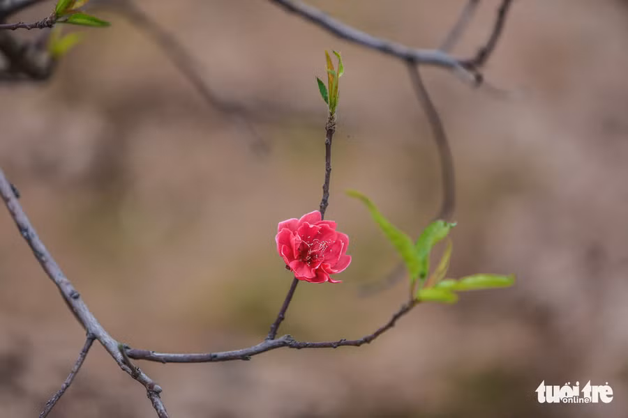 Đào Nhật Tân bắt đầu nở khoảng nửa tháng nay nhưng thời điểm này là nở rộ nhất