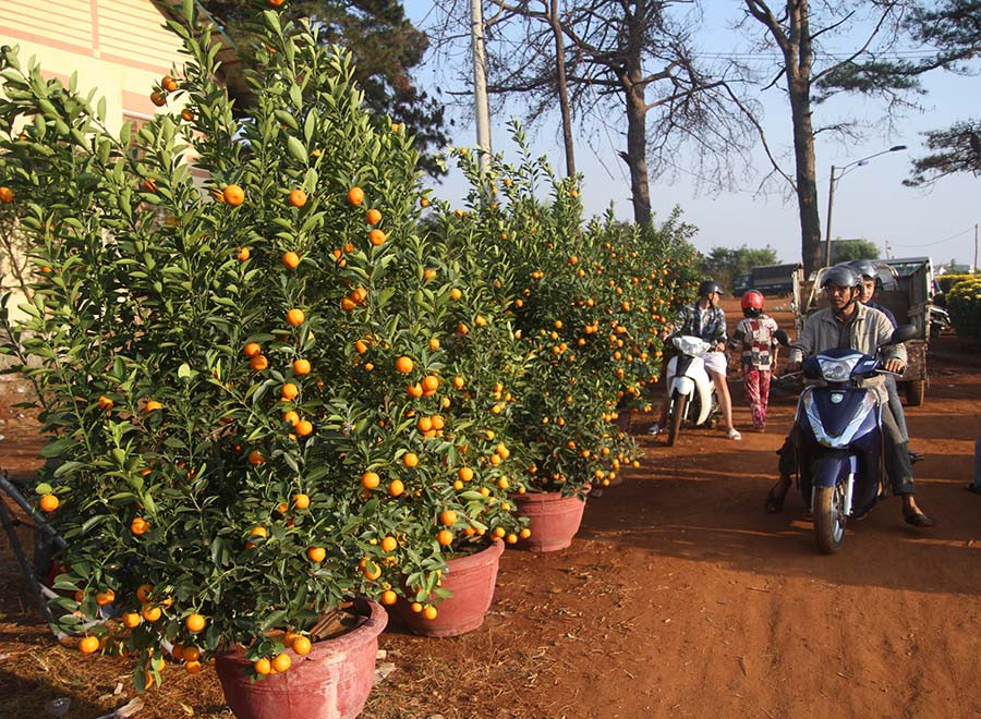 Nhiều chậu quất giá cao khoảng 2 triệu đồng vẫn chưa có người mua. 