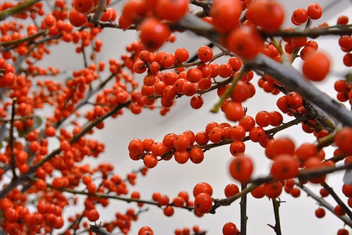 Hoa đông đào có quả đỏ mọng và tươi rất lâu. (Ảnh: KT)