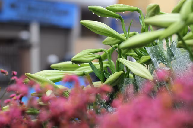  Tinh khôi mùa hoa loa kèn. (Ảnh: Vũ Ninh)