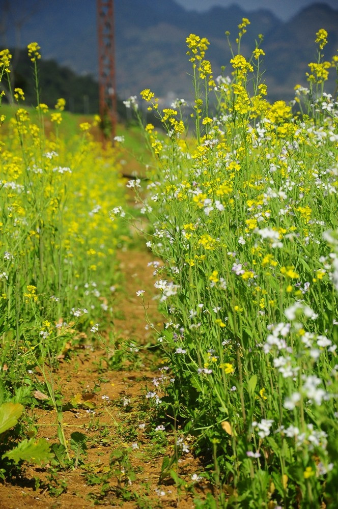 Và mùa của những cánh đồng cải tuyệt đẹp.