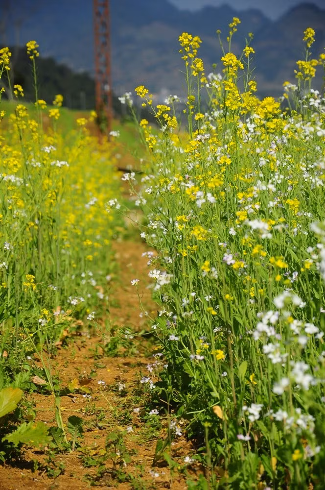 Và mùa của những cánh đồng cải tuyệt đẹp.