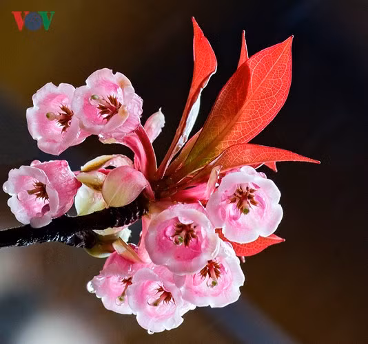 Đào Chuông khiến du khách bất ngờ khi mỗi bông hoa bé xíu nhưng mang nhiều cảm xúc.