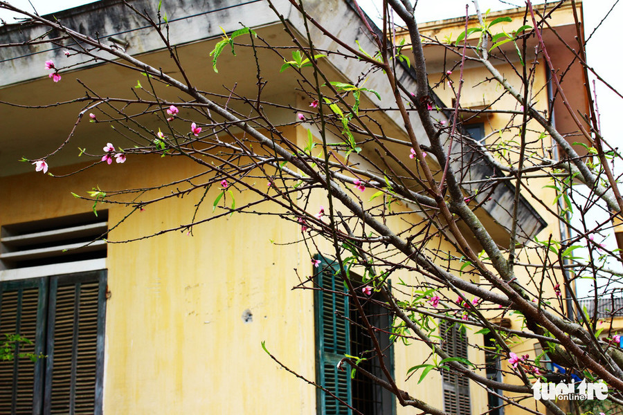 Cánh hoa đào khoe sắc trong nắng xuân