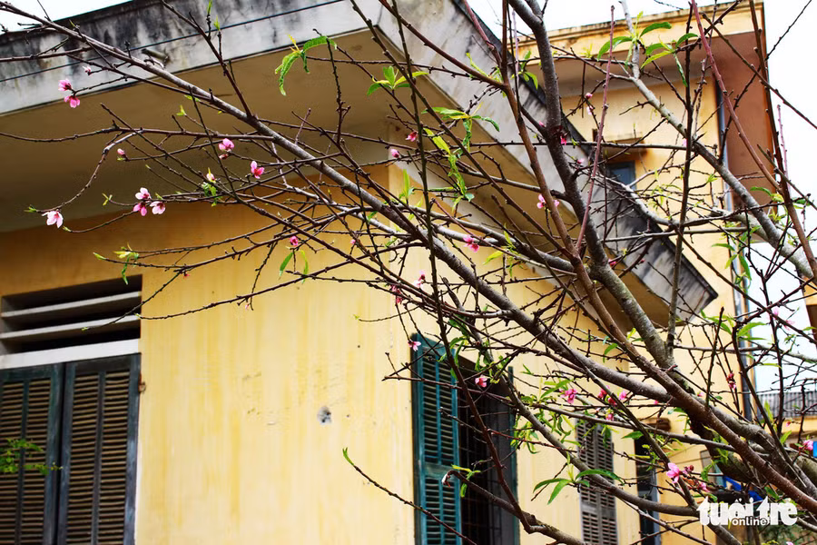 Cánh hoa đào khoe sắc trong nắng xuân