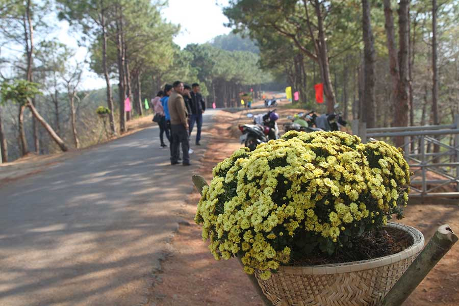 Biển Hồ sẽ có thêm điểm nhấn từ những chậu hoa trang trí. Ảnh: Văn Ngọc