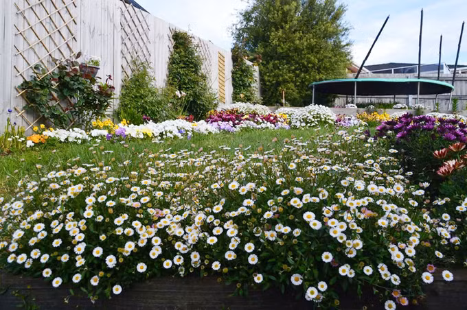  Chị Luyến tự mình lên kế hoạch bố trí các loại cây, tìm hiểu khí hậu, đặc điểm của từng loại cây trồng. Chị trồng hồng leo quanh hàng rào dài 50m, những bụi hoa thược dược, cúc, tulip, cẩm tú cầu... khắp nơi tạo thành những thảm hoa rực rỡ.