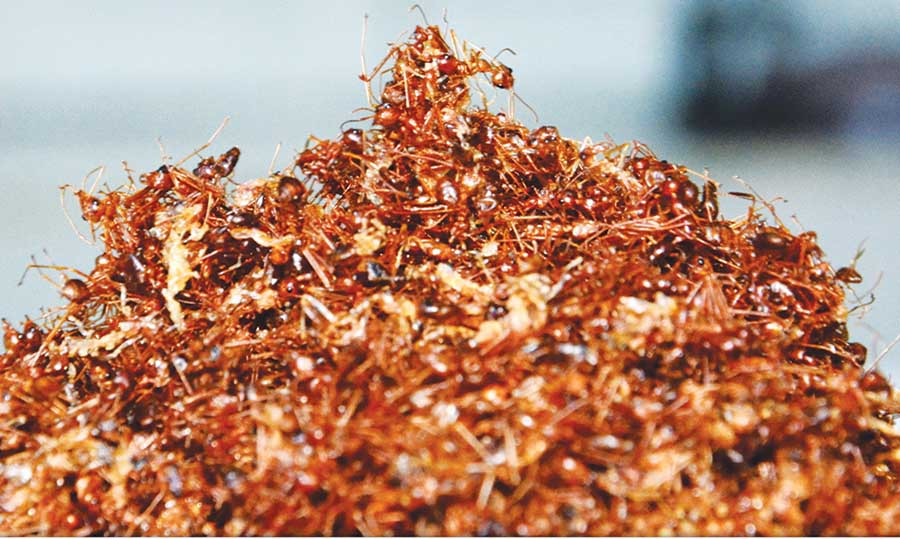  Những chú kiến vàng là nguyên liệu để làm món muối kiến, một loại đặc sản của vùng đất “chảo lửa” Krông Pa. Ảnh: K.T