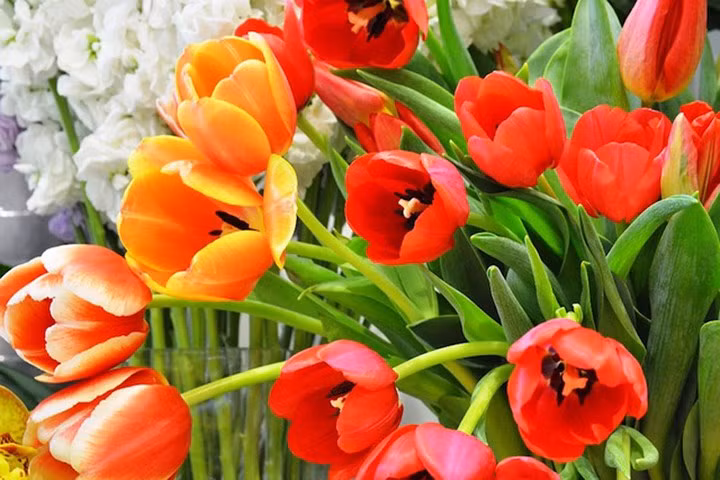 Hoa Tulip là loài hoa tươi được rất nhiều người ưa chuộng bởi giá cả phải chăng. Một cành hoa Tulip được bán với giá từ 120.000 – 150.000 đồng/cành. (Ảnh: Dân Việt)