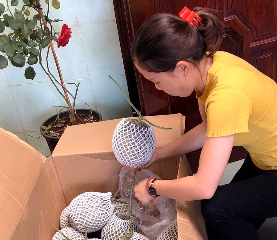 Chị Tuyên chuẩn bị dưa lưới để giao cho khách. Ảnh: Hải Lê Chị Tuyên chuẩn bị dưa lưới để giao cho khách. Ảnh: Hải Lê