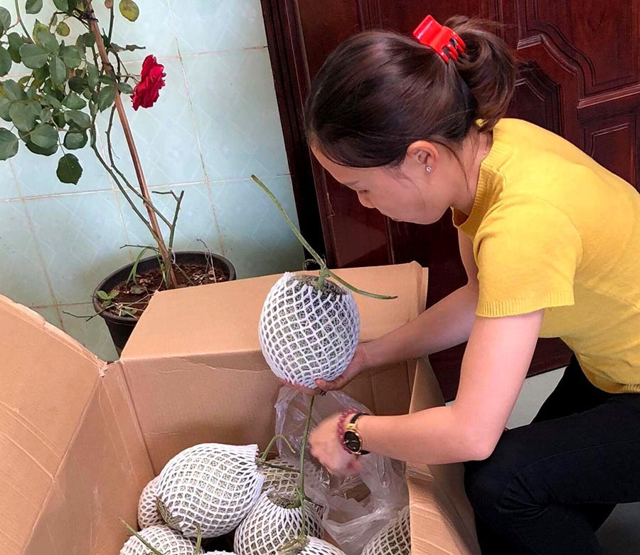 Chị Tuyên chuẩn bị dưa lưới để giao cho khách. Ảnh: Hải Lê Chị Tuyên chuẩn bị dưa lưới để giao cho khách. Ảnh: Hải Lê