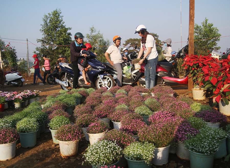 Hoa bông bi chỉ có giá 20 ngàn đồng/chậu. 