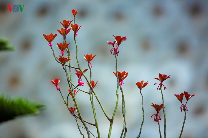 Đào Chuông sinh trưởng mạnh mẽ trong điều kiện khí hậu và thổ nhưỡng của Bà Nà. Loài hoa trở thành biểu trưng độc đáo của khu du lịch nằm ở độ cao 1.400m.