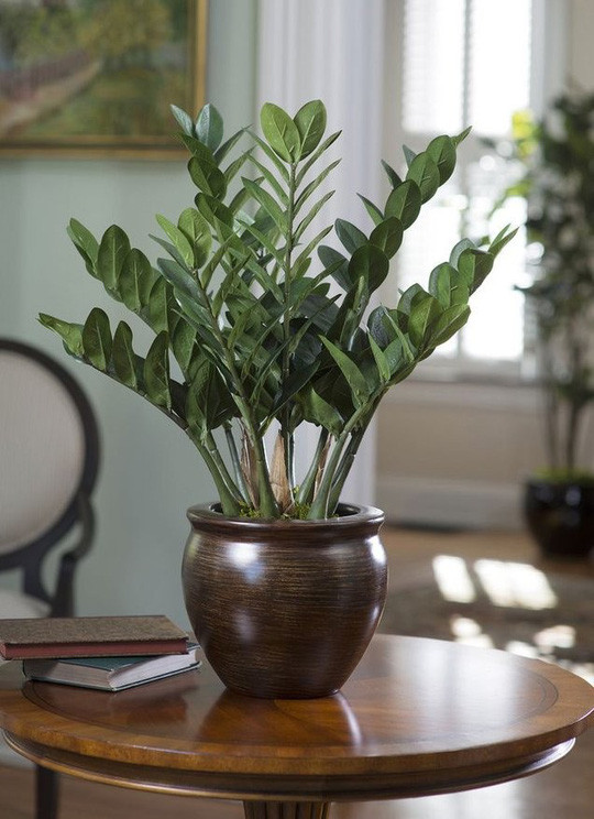  Cây kim tiền cho lá xanh tốt quanh năm, thích hợp trồng trong nhà và chỉ cần tưới một lần/tuần. Ảnh: Internet.