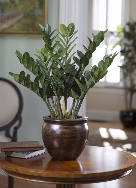  Cây kim tiền cho lá xanh tốt quanh năm, thích hợp trồng trong nhà và chỉ cần tưới một lần/tuần. Ảnh: Internet.