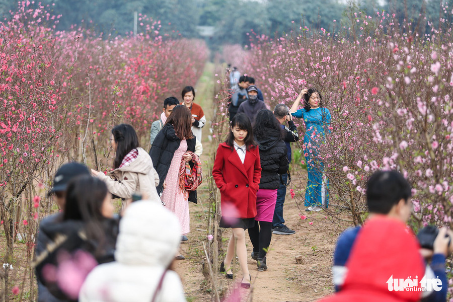 Khắp các vườn đào tại Nhật Tân, Hà Nội đều rất đông khách, không chỉ là chụp ảnh với đào mà còn mua về những cành đào để chơi Tết sớm