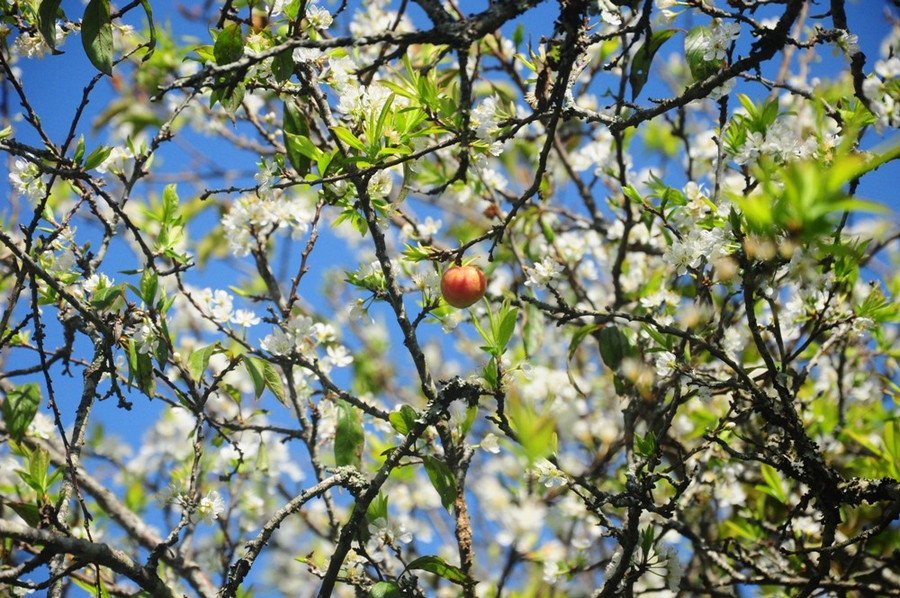 Lác đác những trái mận chín trên cành.