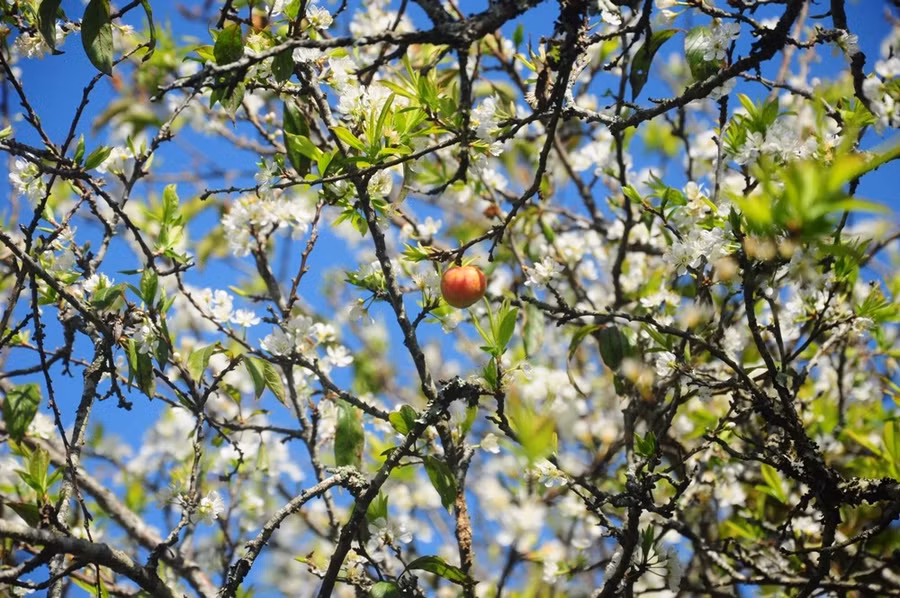 Lác đác những trái mận chín trên cành.