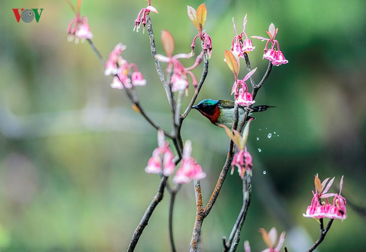 Thu hút loài chim hút mật đuôi chẻ- loài đặc hữu ở Bà Nà