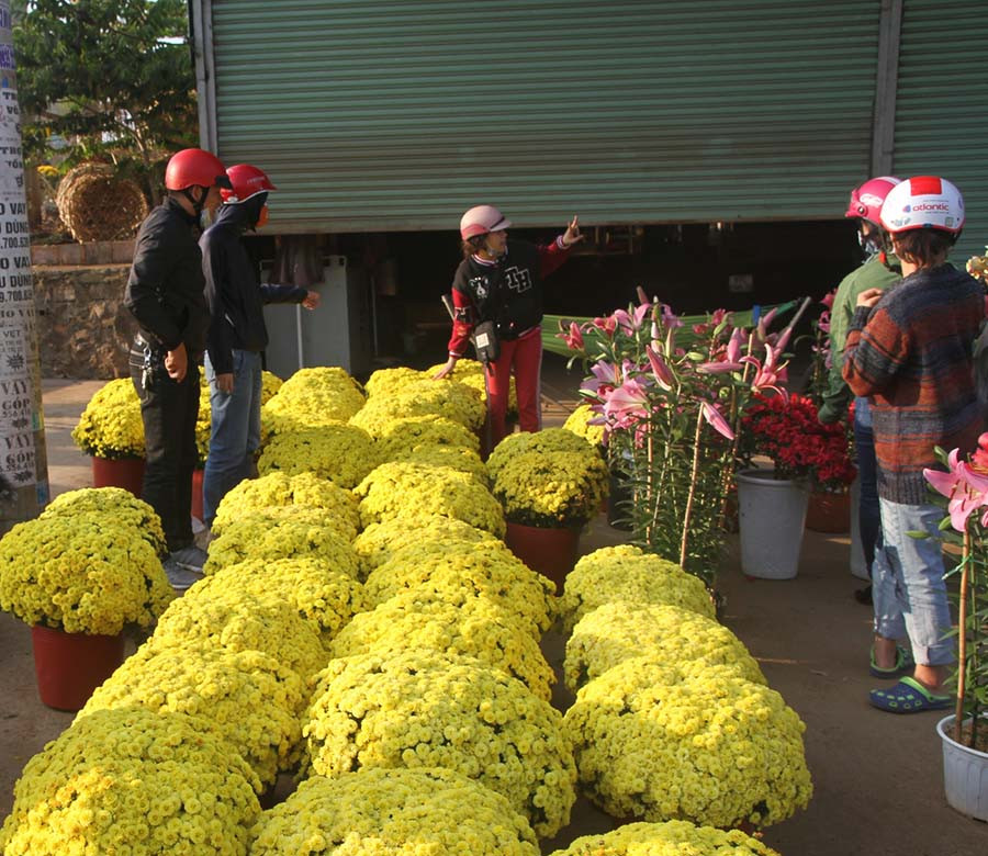 Hoa cúc mâm xôi chỉ có giá 100 ngàn đồng/chậu. 