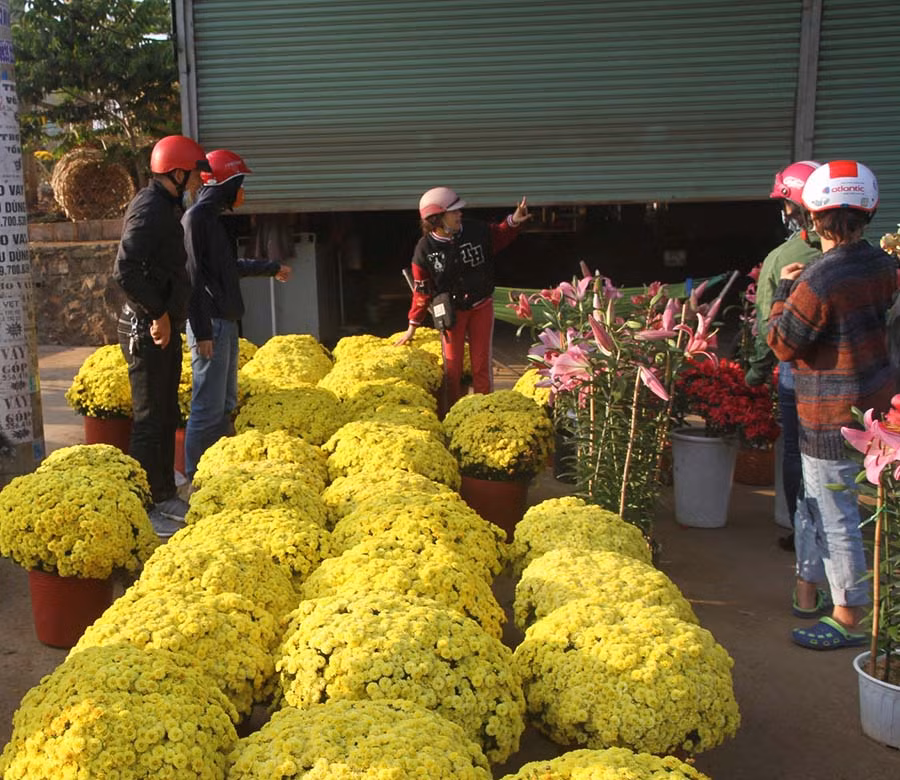 Hoa cúc mâm xôi chỉ có giá 100 ngàn đồng/chậu. 