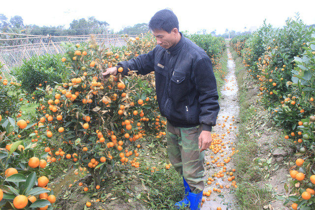  Ông Lê Huy Việt bên vườn quất của gia đình chết héo do bị phun thuốc diệt cỏ -