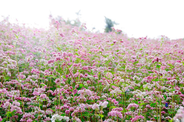  Hoa tam giác mạch.@victoriatour