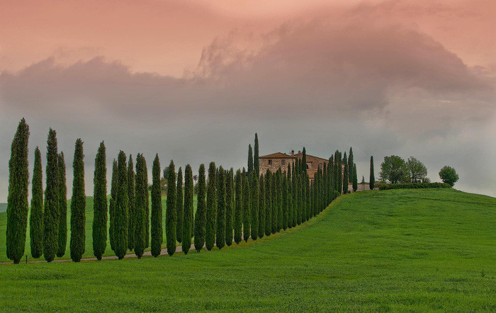 Hàng cây trắc bá diệp ở Tuscany - Ảnh: Mauro Maione Hàng cây trắc bá diệp ở Tuscany - Ảnh: Mauro Maione
