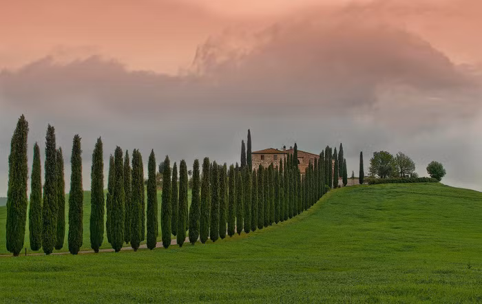 Hàng cây trắc bá diệp ở Tuscany - Ảnh: Mauro Maione
