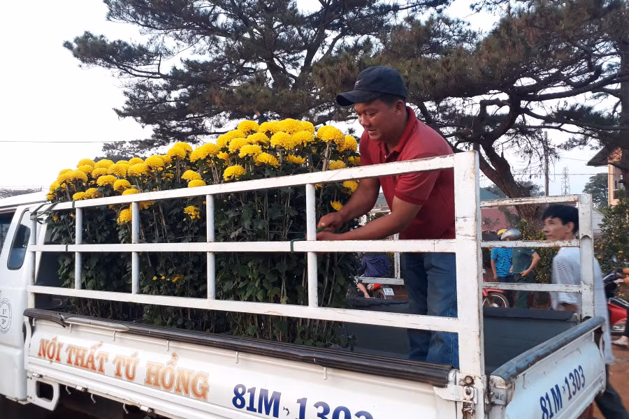 Người bán hoa cúc vội vã cột chắc lại chậu hoa cho khách. Ảnh: N.T